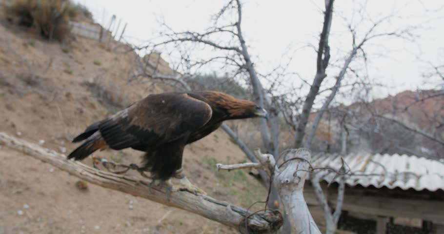 Handheld shot, walking towards a eagle, sitting on a tree, in Karakol, Kyrgyzstan, Asia