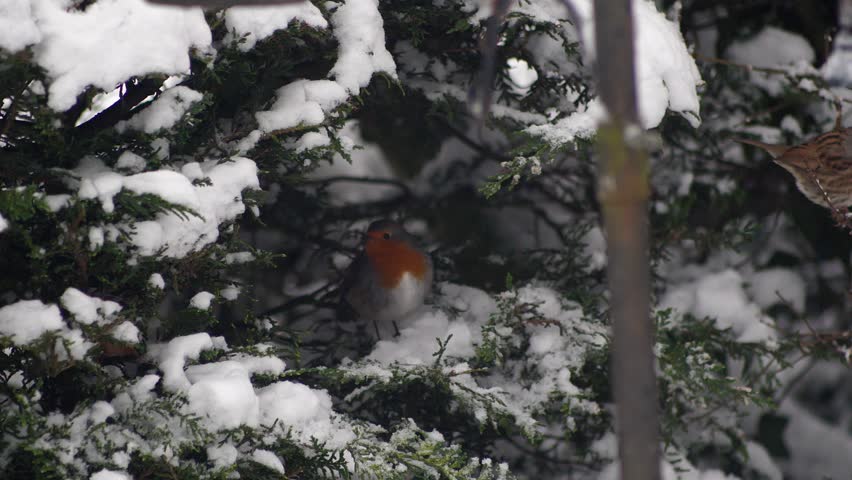 Slow motion of Robin flying out from a coniferous tree, for a second the Robin free fall to adjust its flight path. Winter scene, snow.