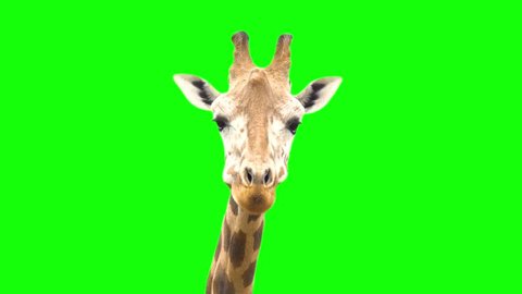 4K Giraffe Green Screen Looking at Camera Close Up Chroma Key Ultra High Defintion HD African Giraffe Animal Eating and Mouth Moving Cute 