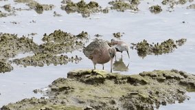 HD video of a sandpiper and a curlew gathered foraging for food along the shoreline in Northern CA. Many varieties of shorebirds can live in close proximity to each other not competing for food.