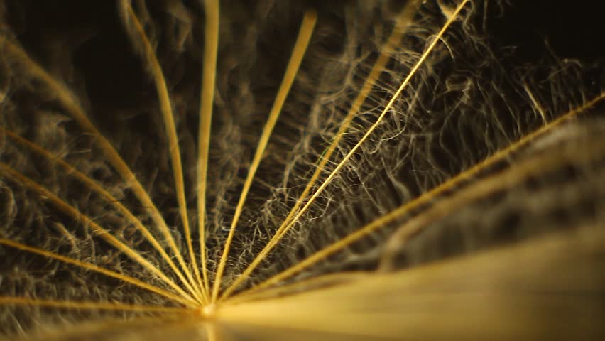 Rotating green leaves and dandelion macro shot slow spinning