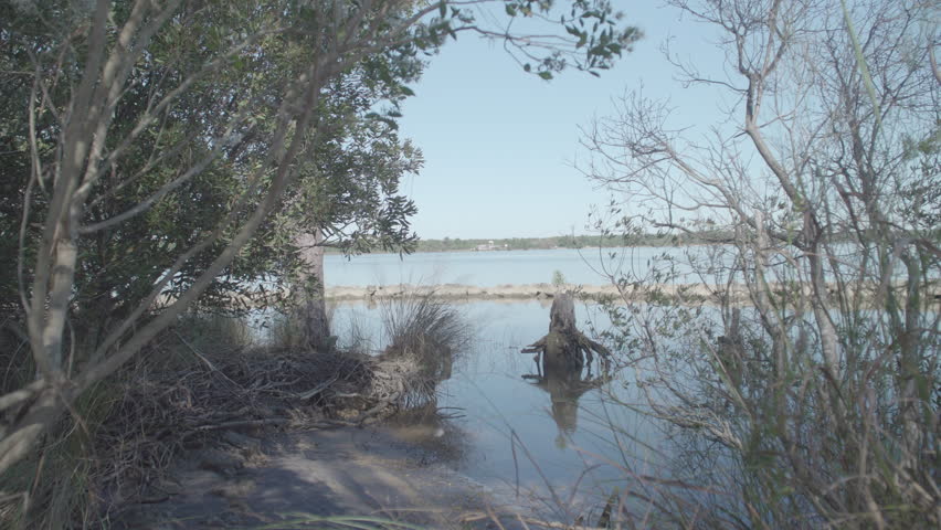 Trees at the Shore in Jamestown, VA