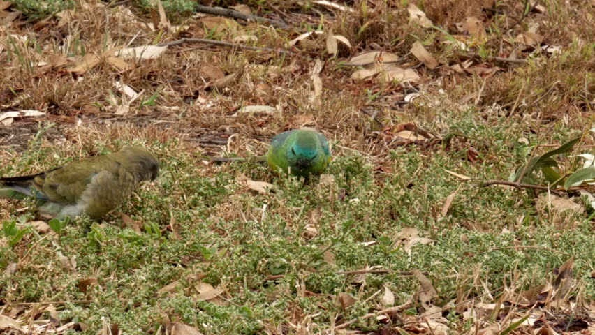 A pair of red rumped parrots feeding on grass seeds on the ground. LOCKED DOWN SHOT.