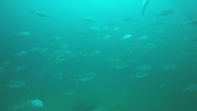 Trevally (Jack) fish hunting for sardines and tuna in ocean 