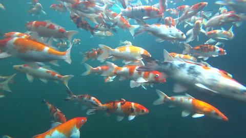 Group of Colorful Fancy Koi Carp Fishes Swimming in Clear Water (Underwater View)	
