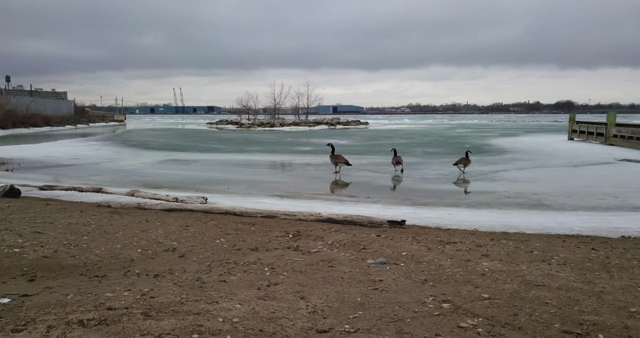Three Canadian Geese stand along the frozen icy shoreline of the Detroit River in Windsor, Ontario.