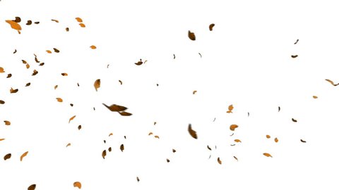 Autumn Leafs Flying against white background