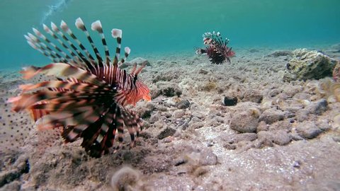 red lionfish (Pterois volitans) Red sea, Marsa Alam, Abu Dabab, Egypt
