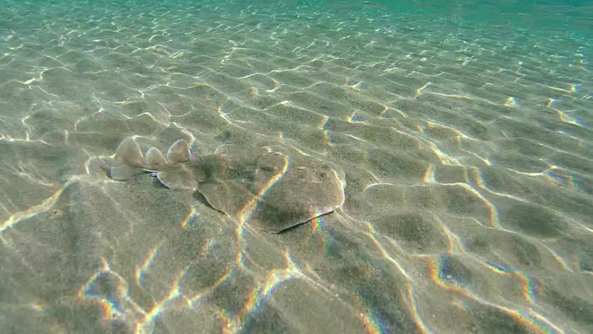 Panther electric ray (Torpedo panthera) swims over a sandy bottom, Red sea, Marsa Alam, Abu Dabab, Egypt
