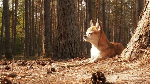 Little cute chihuahua dog lying on nature and enjoying the spring sun. Chiwawa dog lying on the forest substrate of pine needles. Dog lies and rests on a path in the woods in the summer under the sun