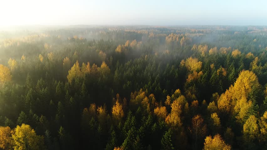 Seasonal forest aerial view in fall and early morning sunlight with fog