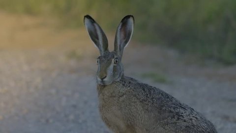 Wild hare running and eating on the road slow motion with big eyes