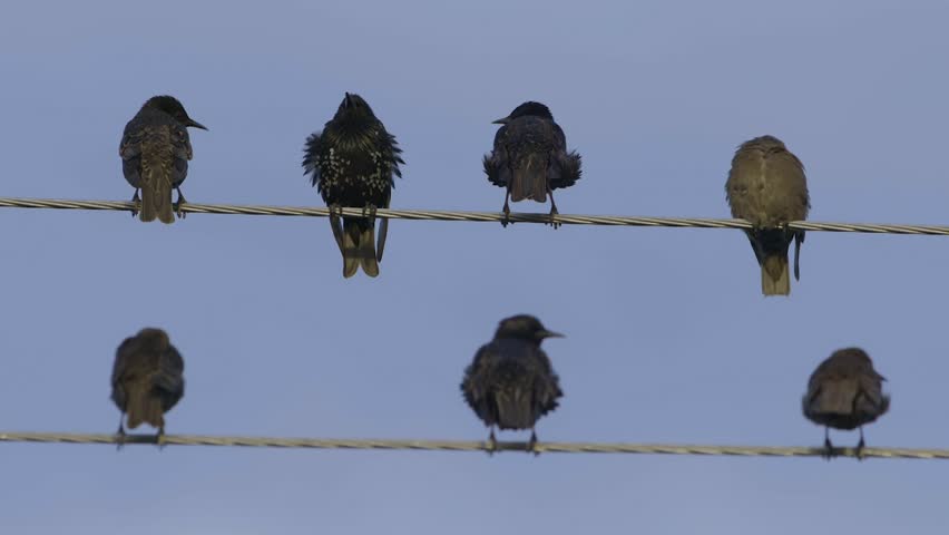 Common starlings sitting on the wires slow motion (Sturnus vulgaris)