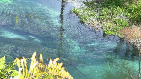 POV, Point of view: watching a small fish swim in the pristine glowing blue waters. Blue Spring Putaruru. New Zealand. closer shot.