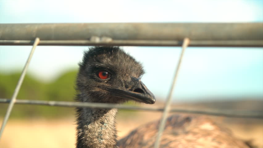 Various Emu shots taken at Sunset on an Emu farm in South Australia. Dry regional Australia.