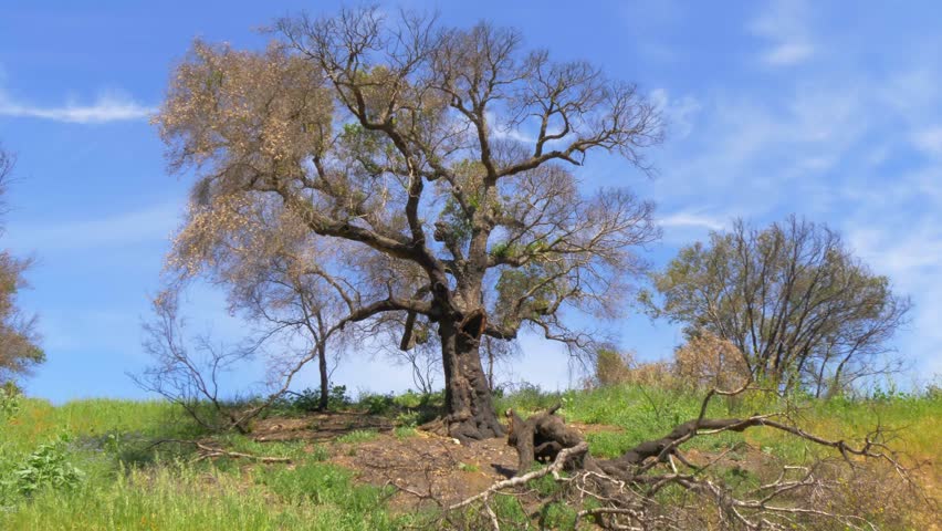 Burnt trees after the huge fire in Malibu - travel photography