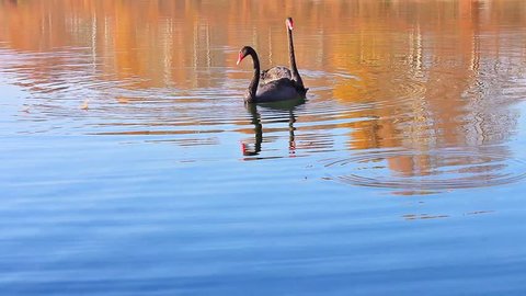 a rare exemplary of black swan exsisting in Italy is swimming in a lake/ It is a water  wild  bird with black plumage and a red beak with a white tip