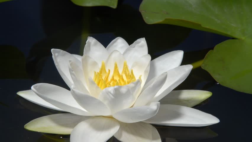 White water lily flower opening time lapse 4k.  Nymphaea. Macro close up, low angle, side view of flower floating on water surface, petals opening to reveal yellow stamens. Royalty-Free Stock Footage #1027237193