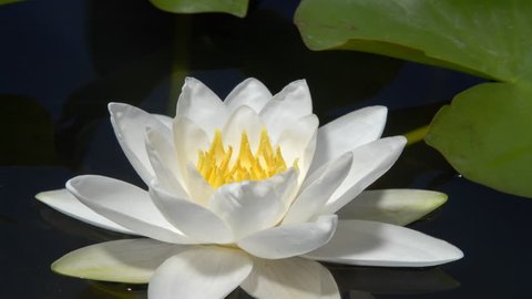 White water lily flower opening time lapse 4k.  Nymphaea. Macro close up, low angle, side view of flower floating on water surface, petals opening to reveal yellow stamens.