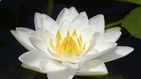 White water lily flower opening time lapse 4k.  Nymphaea. Macro close up, isolated, top-side view of flower floating on water surface, petals opening to reveal yellow stamens.
