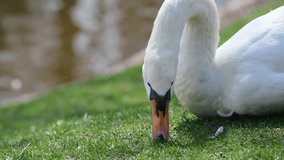 Nice big swan eats green grass nature spring animal birds wild life 4k video