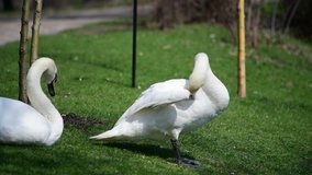 Nice big swan eats green grass nature spring animal birds wild life 4k video