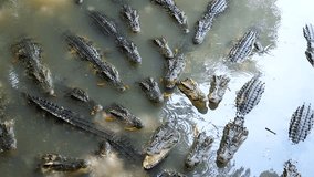 Slow motion tourist feeding fresh meat to group of crocodiles in the water
