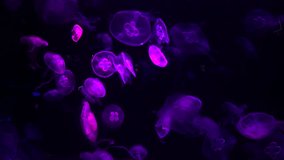 Jelly fish color sea ocean saltwater aquarium light wild life nature 4k video