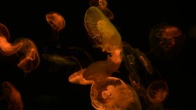 Jelly fish color sea ocean saltwater aquarium light wild life nature 4k video
