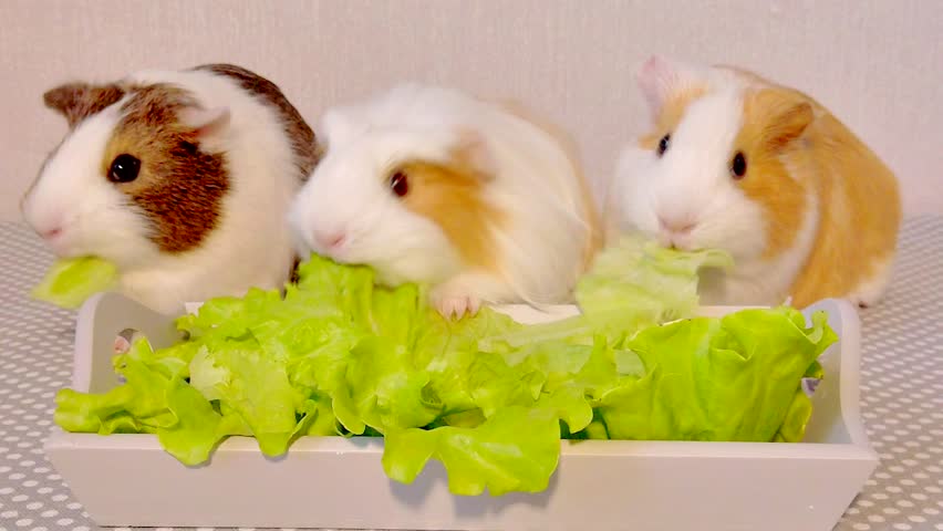 Cute And Funny Guinea Pigs Stock Footage Video 100 Royalty Free 1027251407 Shutterstock