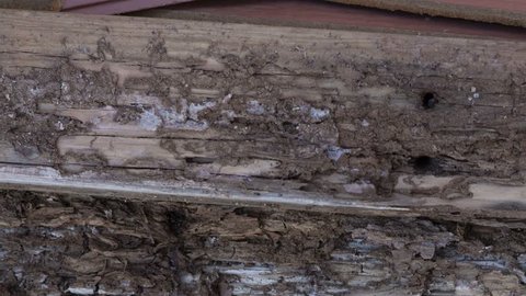 Termite damage on wood torn from a home