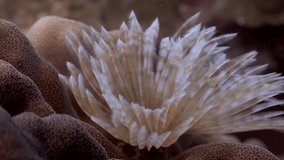 Tube Worm on top of a coral Filmed with Sony AX700 / Gates Underwater Housing 4K HDR