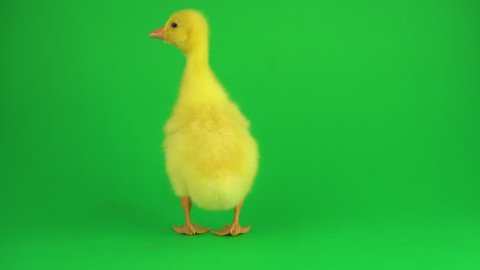 Duckling on a green screen
