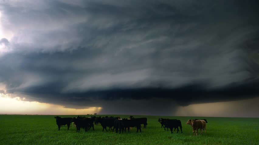 Cows Take Cover From Supercell Storm