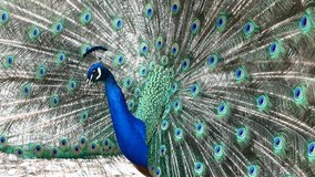 Peacock Wheel Feathers Courting Portrait Close-up 4K Video
