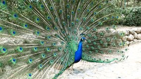 Peacock Wheel Feathers Courting Portrait Close-up 4K Video