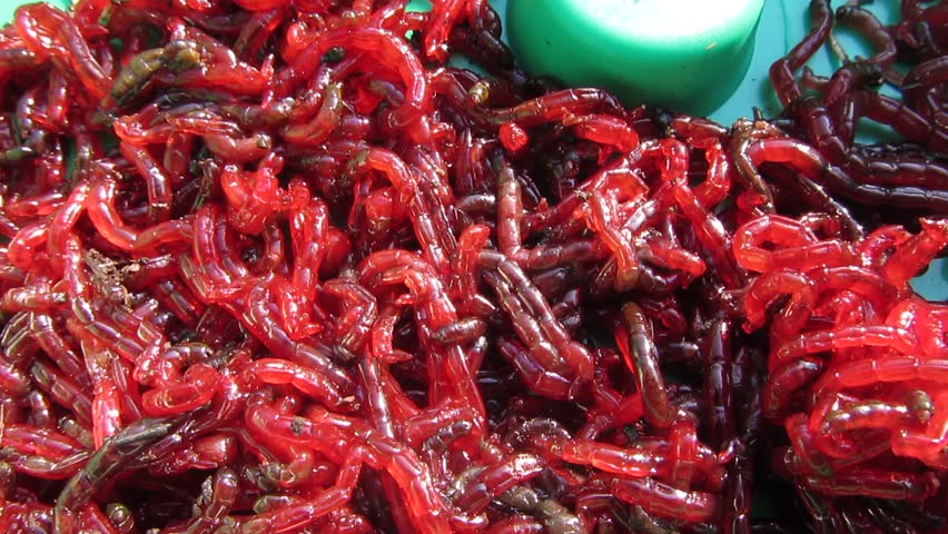 bloodworm bait