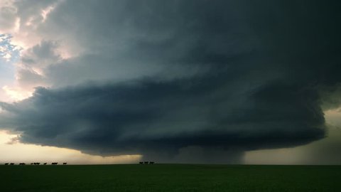 Cattle Run In Front of Supercell Storm 
