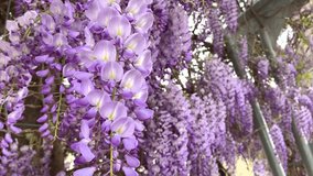 Purple blooming flowers of beautiful wisteria trellis. Amazing floral view. Delicate glicinia violet petals on a spring breeze. Chinese wisteria is woody, deciduous, perennial climbing vine.