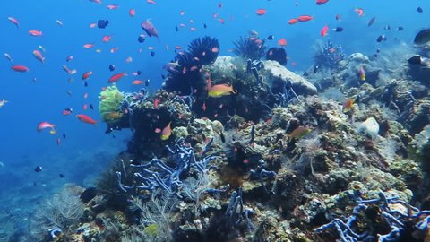 Healthy coral reef with variety of fish and underwater wildlife