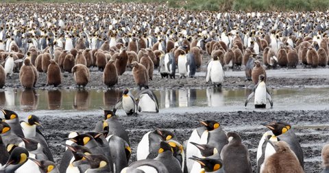 In the midst of a very large king penguin colony on south georgia the penguins clumsily cross a muddy pond. One of them falls into the mud.