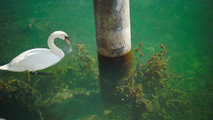 Lonely swan eating seagrass