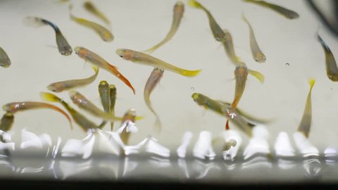 Top view of colorful school of guppy fish swimming in a fish tank