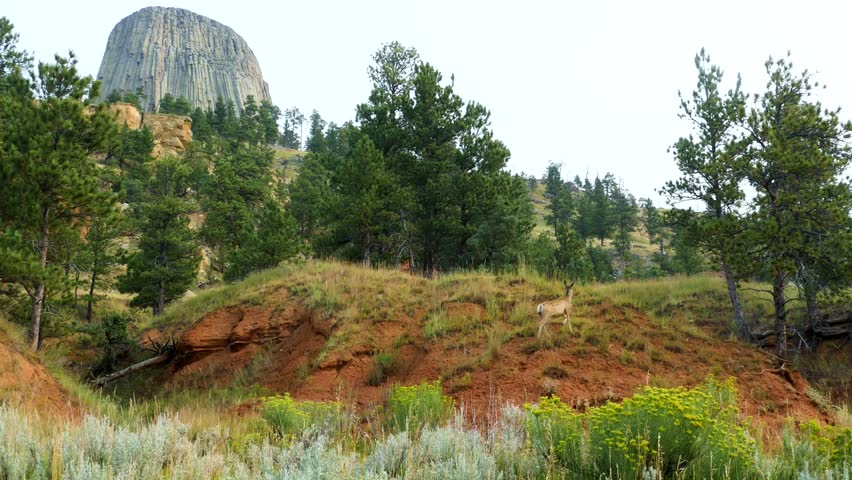 Deer walking in the foreground at Devil