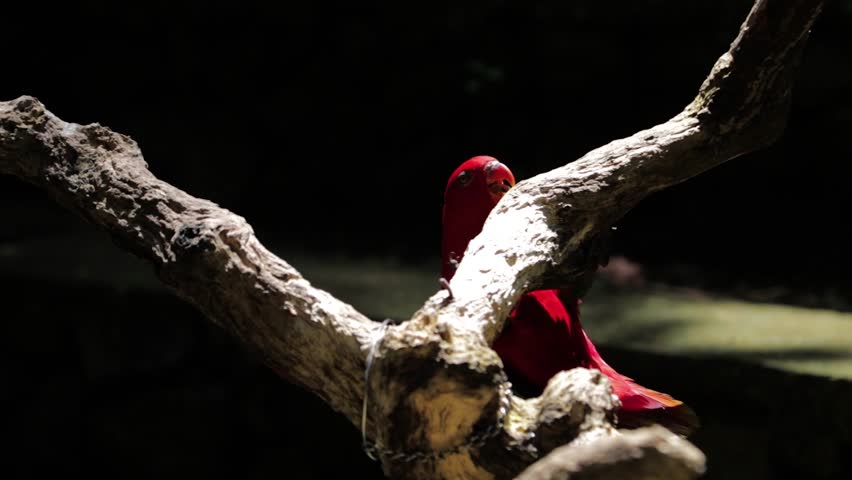 Close Up of Red Lory or Mollucan Lory, Indonesian Endemic Bird, Bandung, Indonesia, Asia