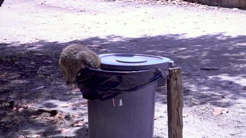 Raccoon stealing food from a garbage can and running away at Miami beach slowmotion