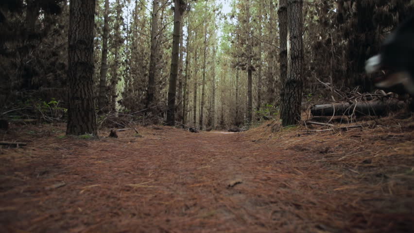 Dog running through forest slow motion 
