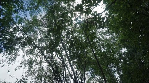blue sky shines through tree leaves