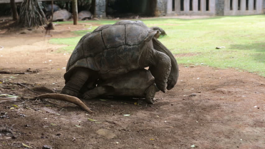 Giant Tortoises Mating Having Sex Stock Footage Video 100 Royalty Free 1027297232 Shutterstock