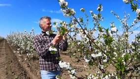 Handsome adult man farmer inspecting blooming tree in his orchard. Video clip.